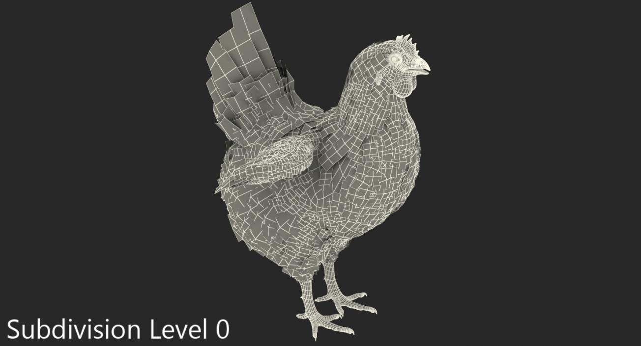 3D White Chicken model