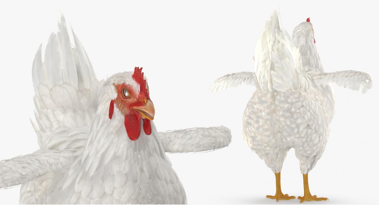 3D White Chicken model