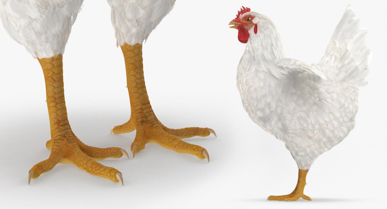 3D White Chicken model