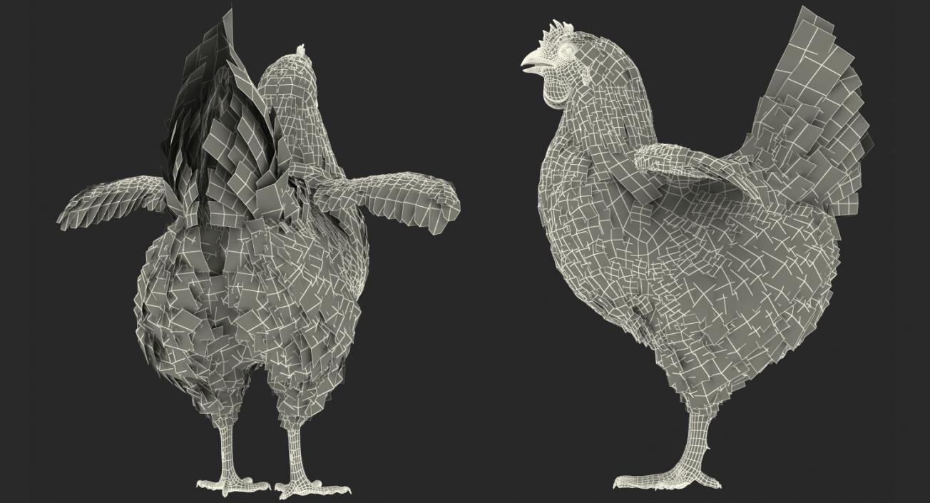 3D White Chicken model