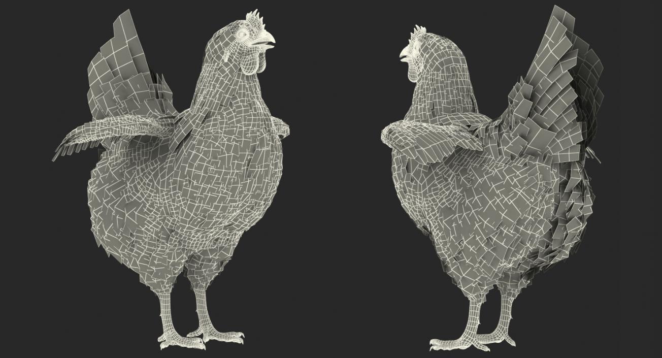 3D White Chicken model