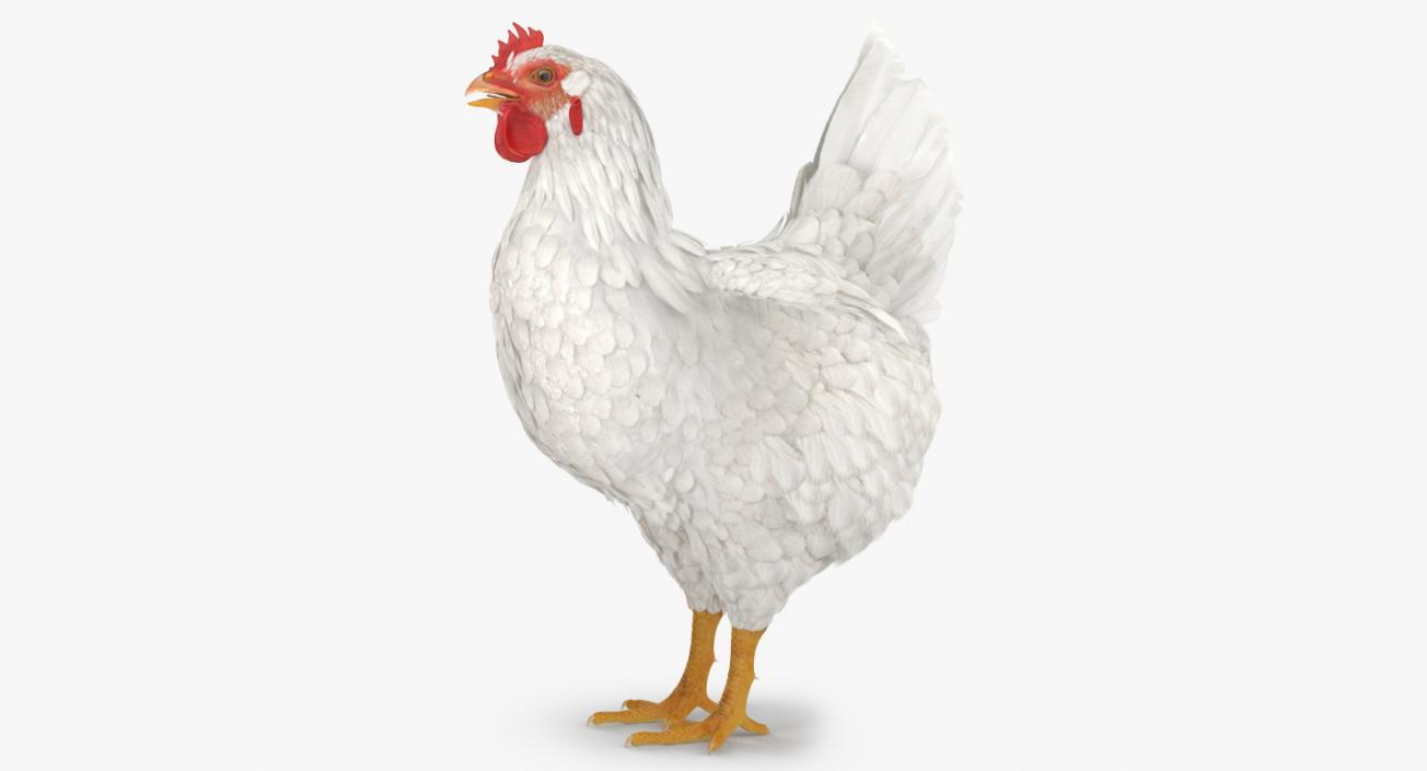 3D White Chicken model