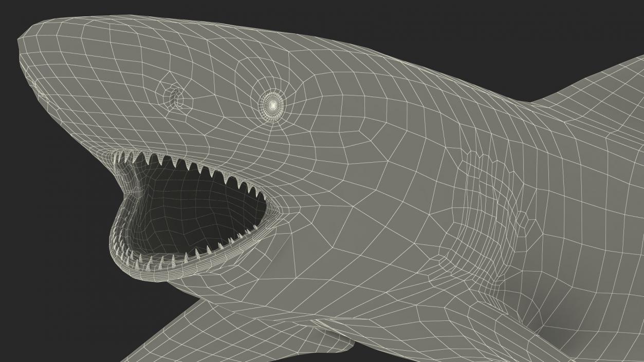 3D Negaprion Brevirostris Shark model