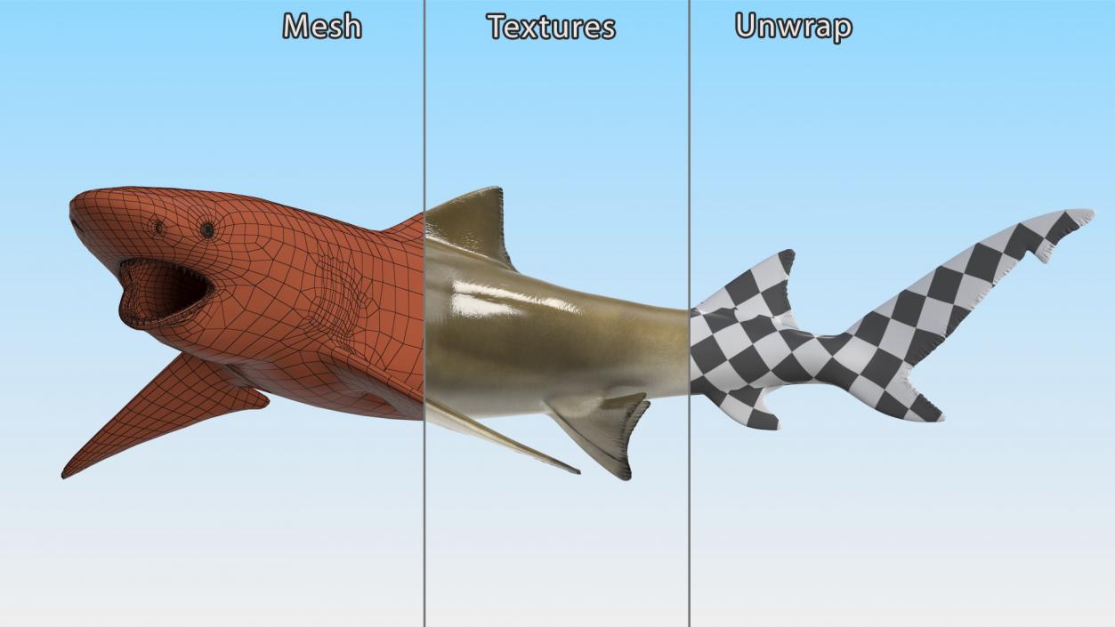 3D Negaprion Brevirostris Shark model