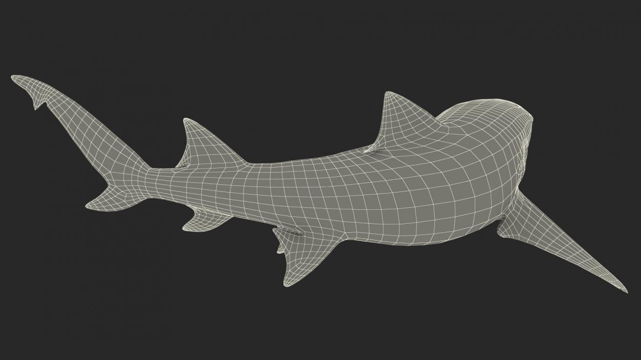 3D Negaprion Brevirostris Shark model