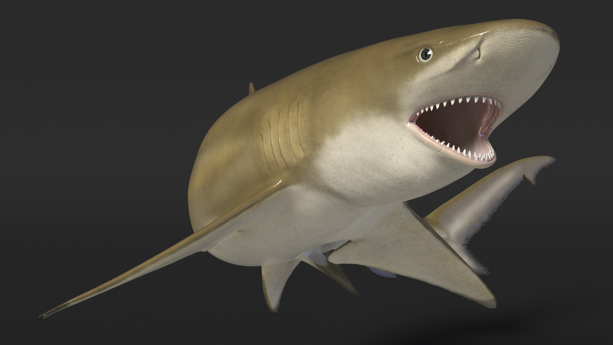 3D Negaprion Brevirostris Shark model