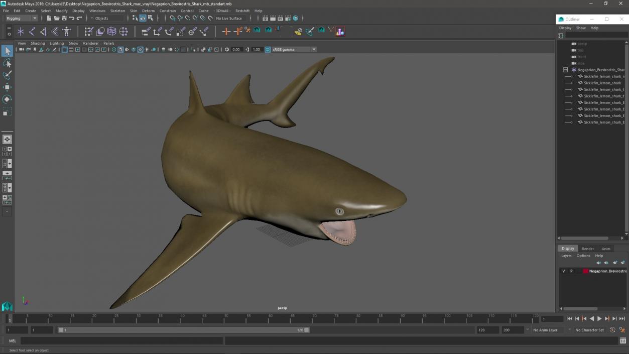 3D Negaprion Brevirostris Shark model