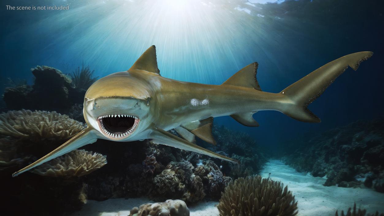 3D Negaprion Brevirostris Shark model