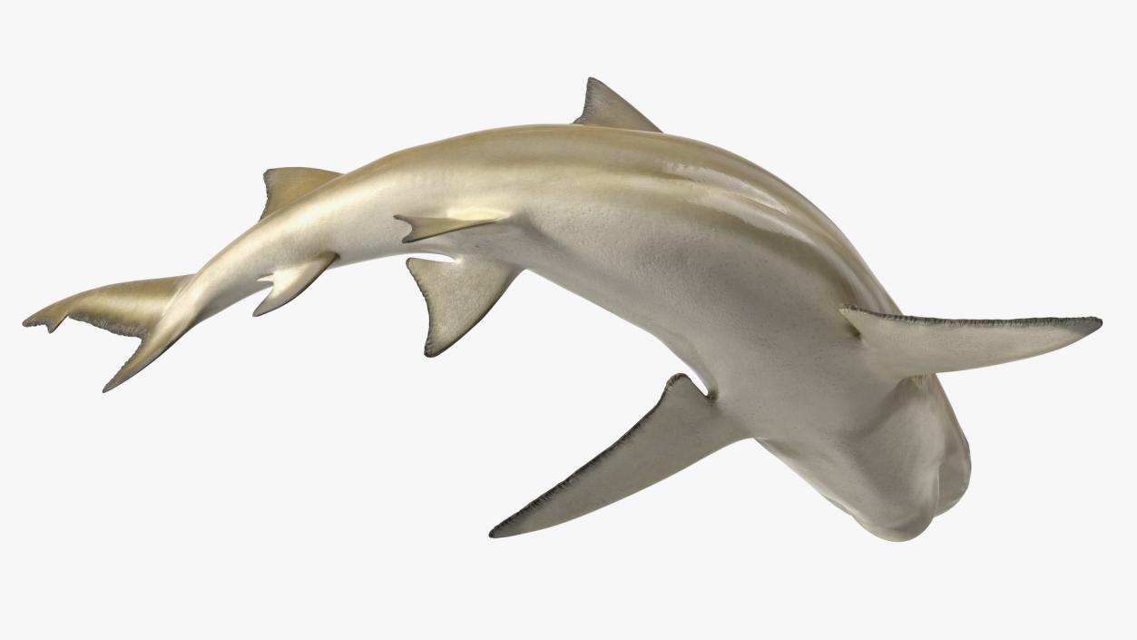 3D Negaprion Brevirostris Shark model