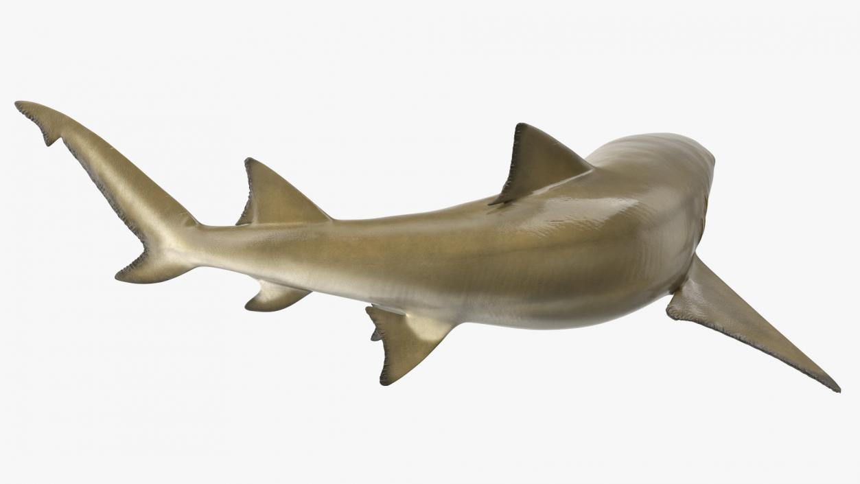 3D Negaprion Brevirostris Shark model