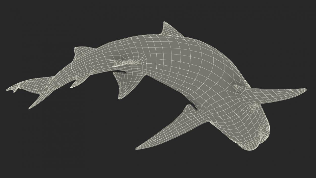 3D Negaprion Brevirostris Shark model