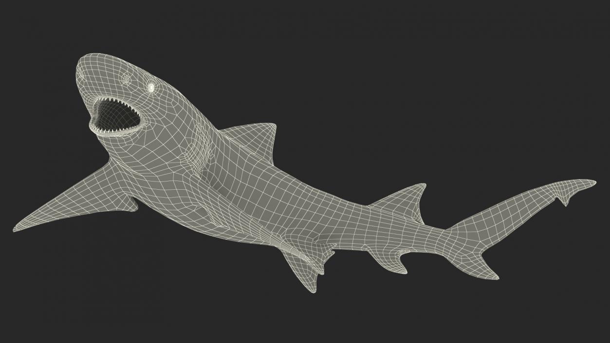 3D Negaprion Brevirostris Shark model