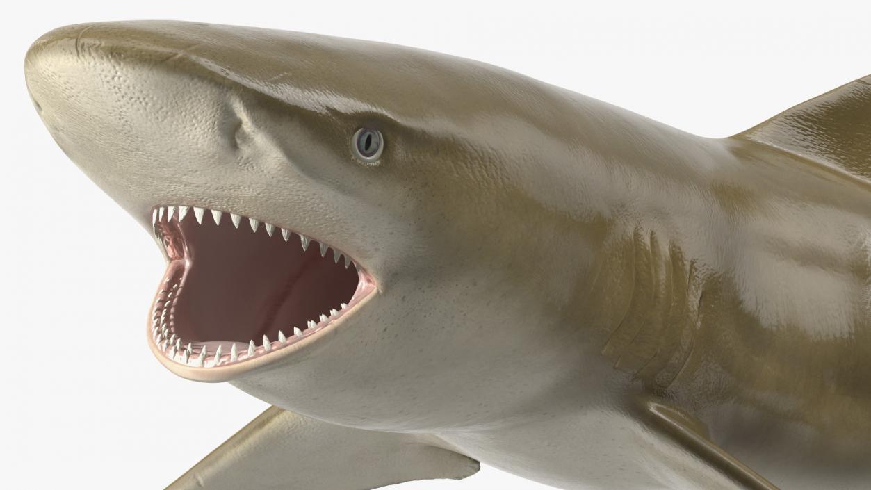 3D Negaprion Brevirostris Shark model