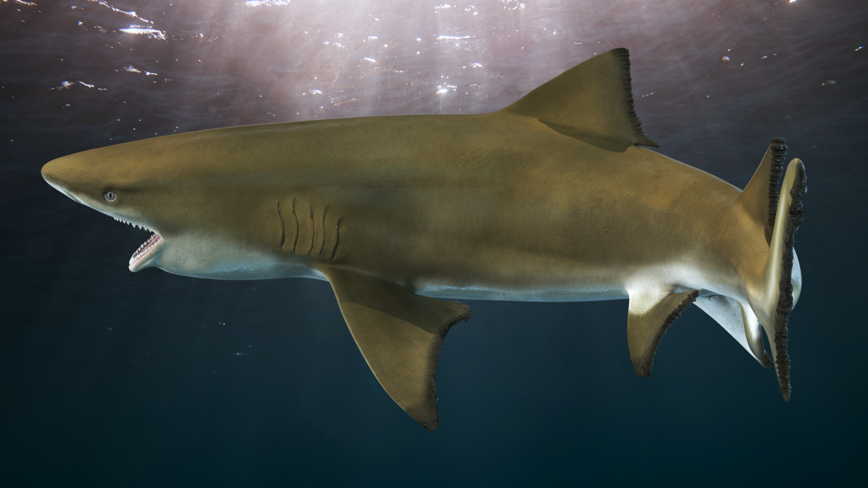 3D Negaprion Brevirostris Shark model