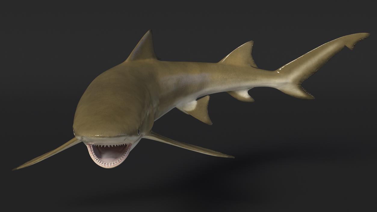 3D Negaprion Brevirostris Shark model