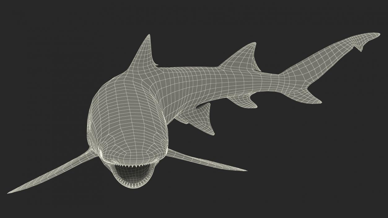 3D Negaprion Brevirostris Shark model