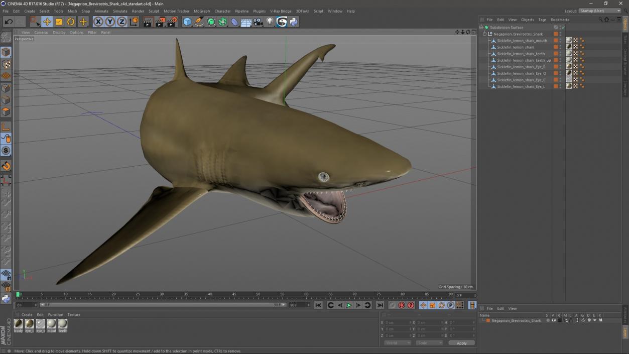 3D Negaprion Brevirostris Shark model