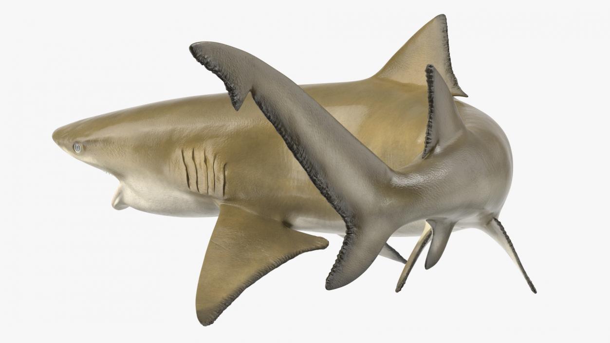 3D Negaprion Brevirostris Shark model