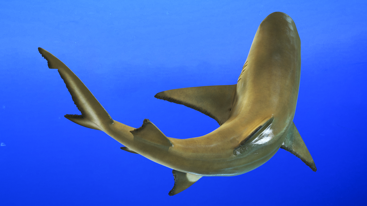 3D Negaprion Brevirostris Shark model