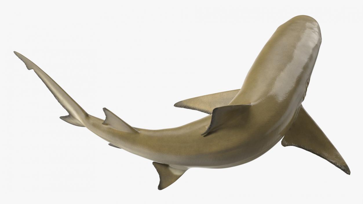 3D Negaprion Brevirostris Shark model