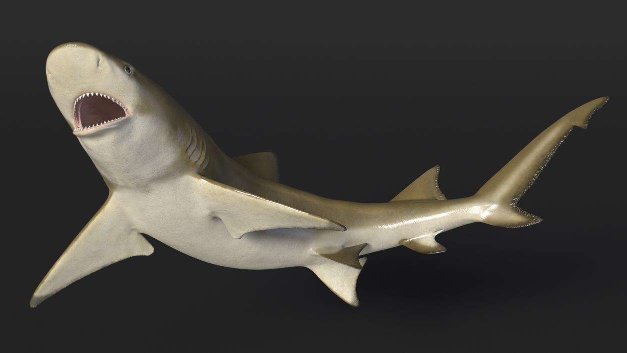 3D Negaprion Brevirostris Shark model