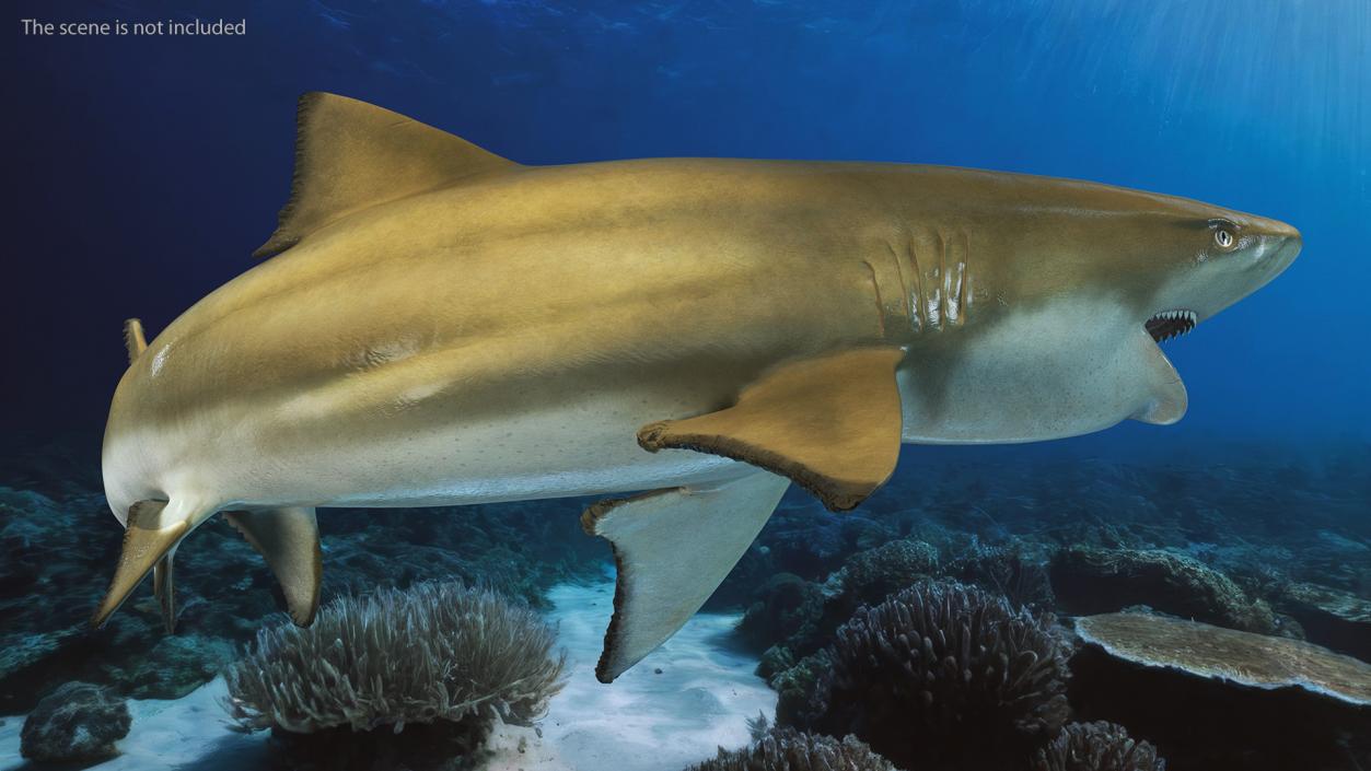 3D Negaprion Brevirostris Shark model