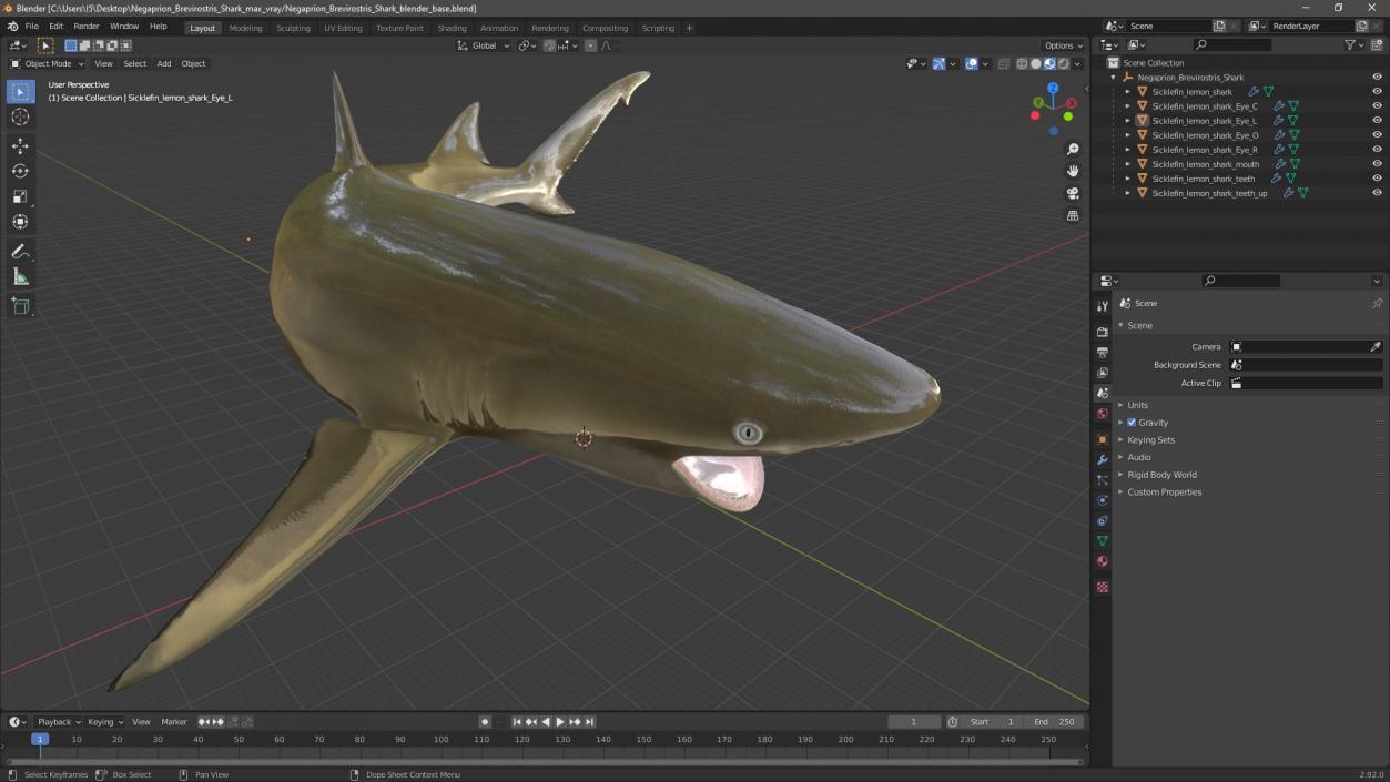 3D Negaprion Brevirostris Shark model