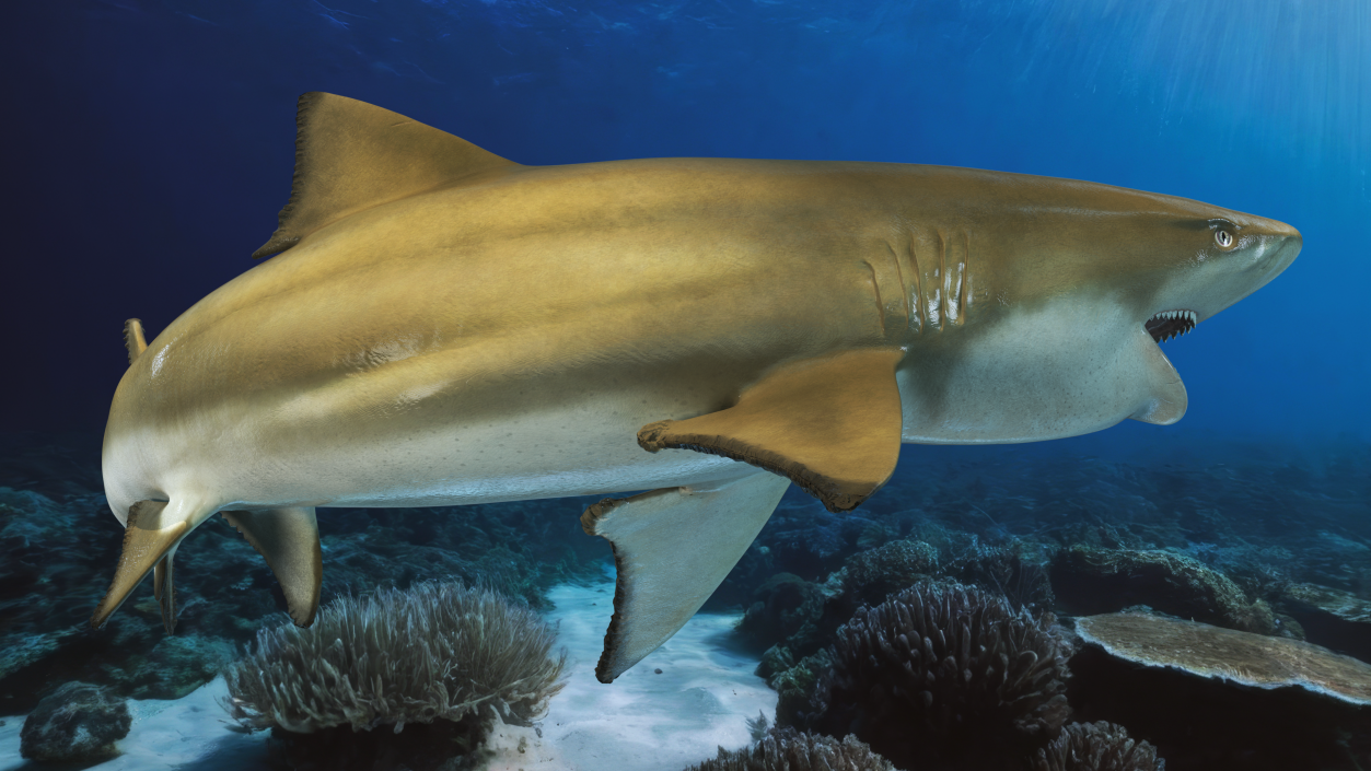 3D Negaprion Brevirostris Shark model