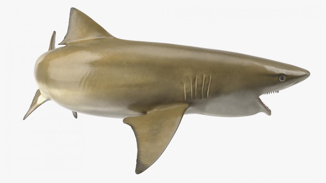 3D Negaprion Brevirostris Shark model