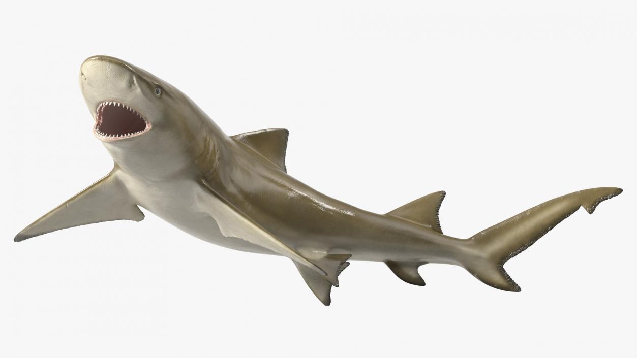 3D Negaprion Brevirostris Shark model