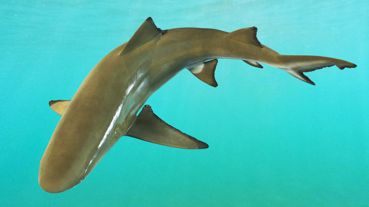 3D Negaprion Brevirostris Shark model