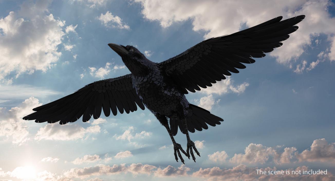 Common Raven Rigged 3D model