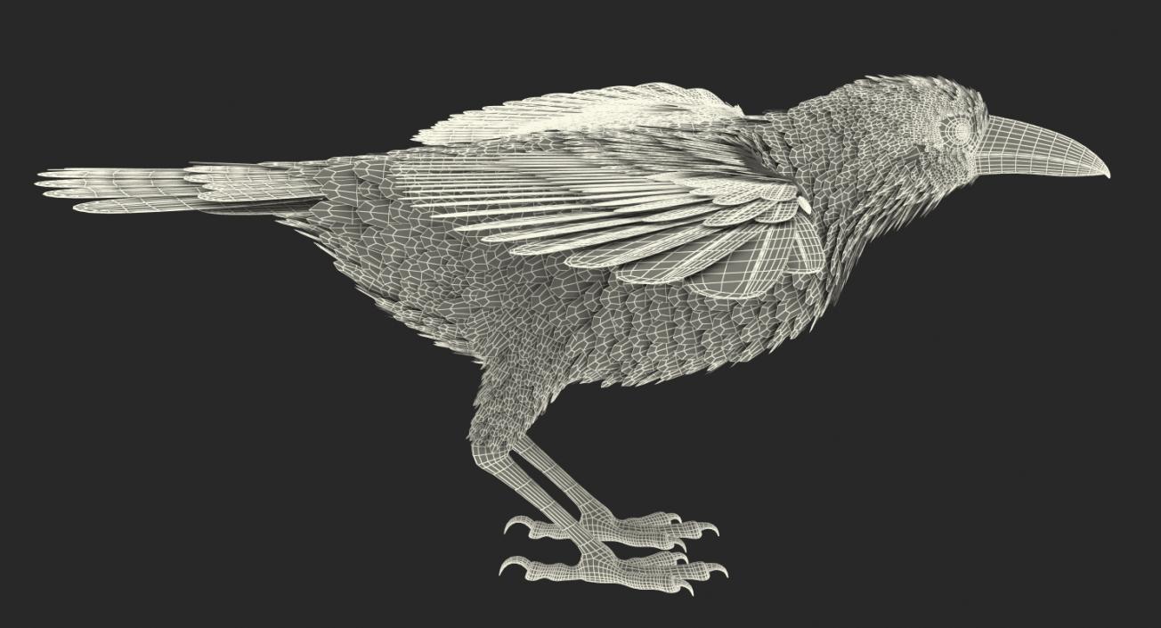 Common Raven Rigged 3D model