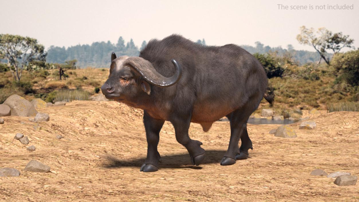 African Buffalo Walking Pose with Fur 3D