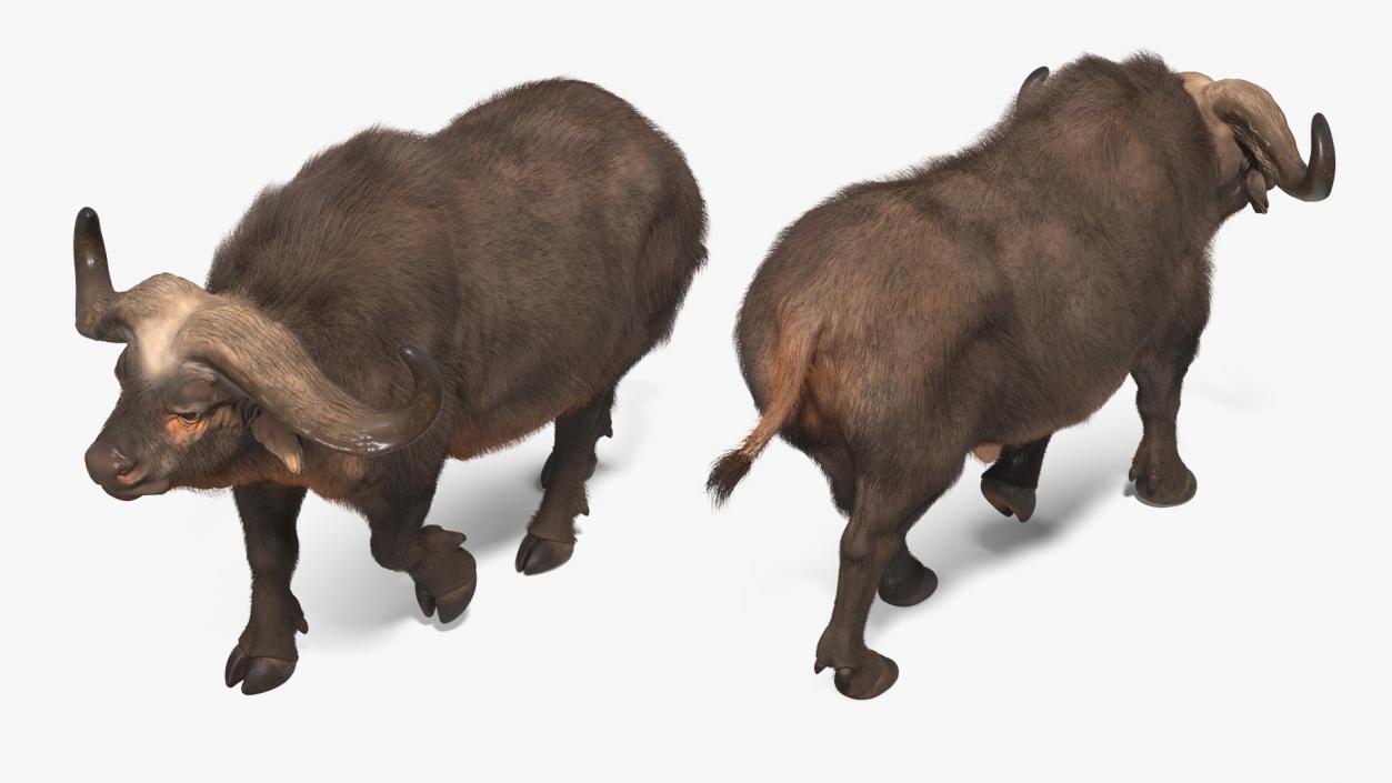 African Buffalo Walking Pose with Fur 3D