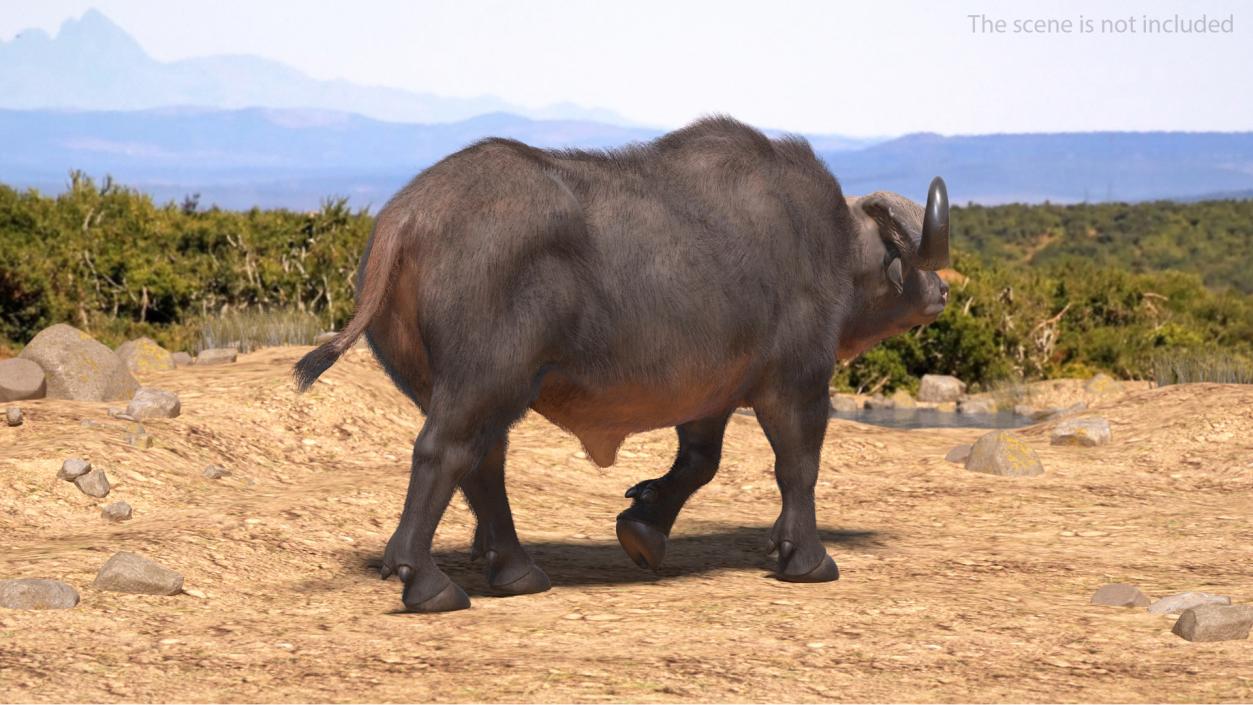 African Buffalo Walking Pose with Fur 3D