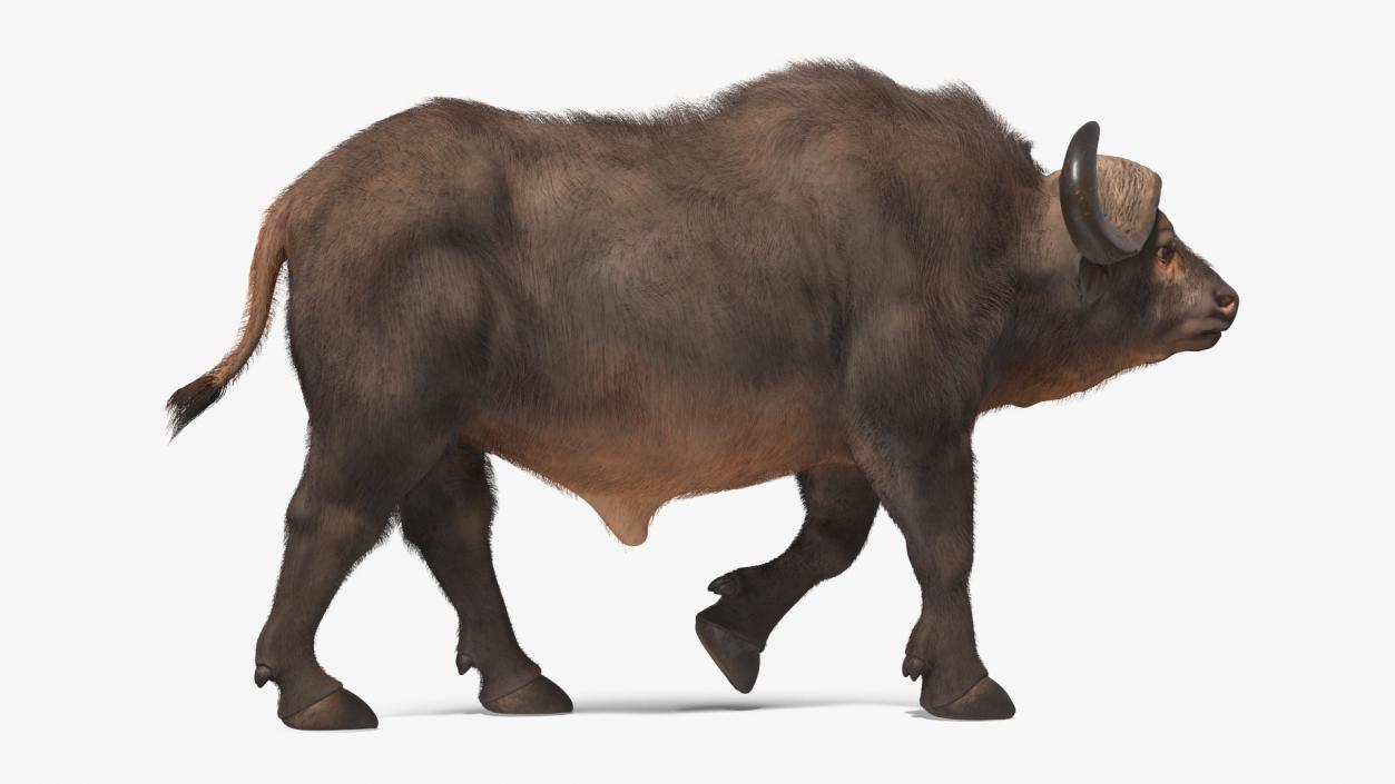 African Buffalo Walking Pose with Fur 3D