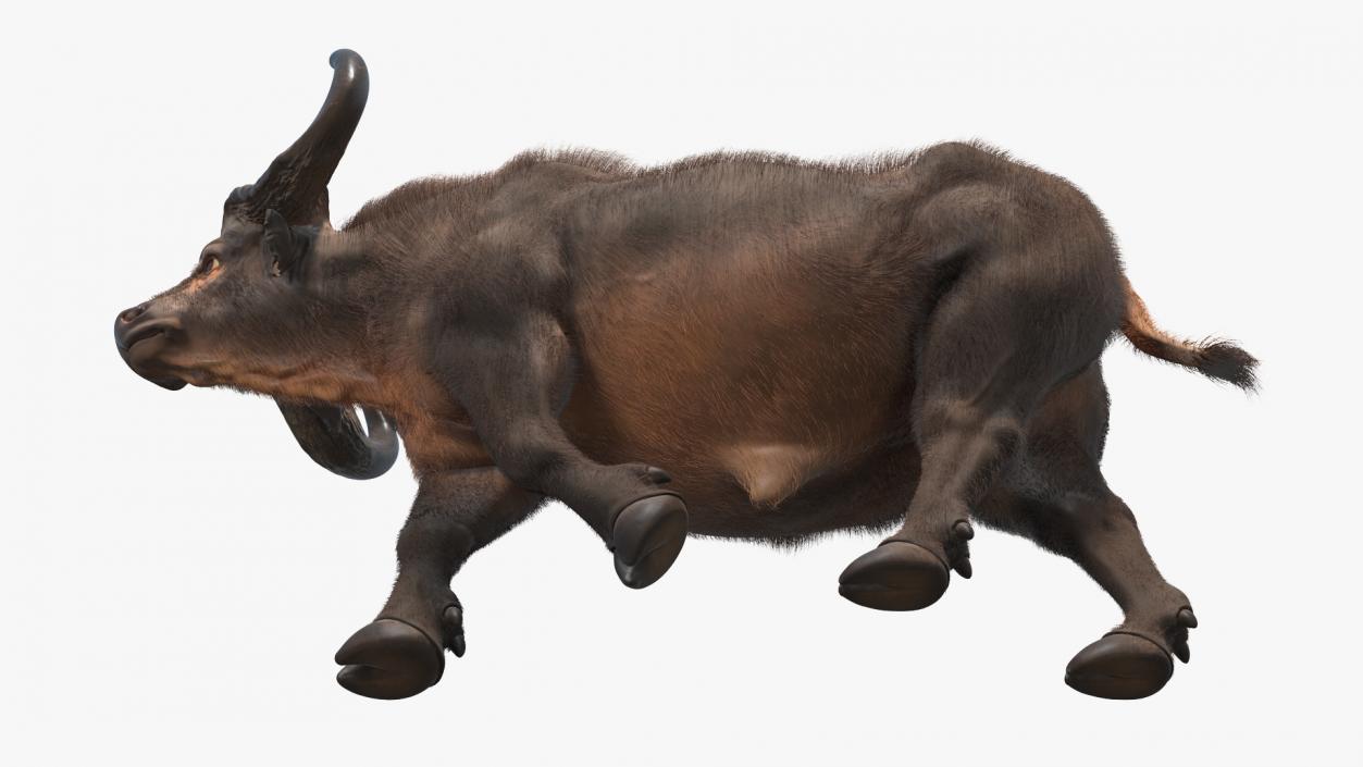 African Buffalo Walking Pose with Fur 3D