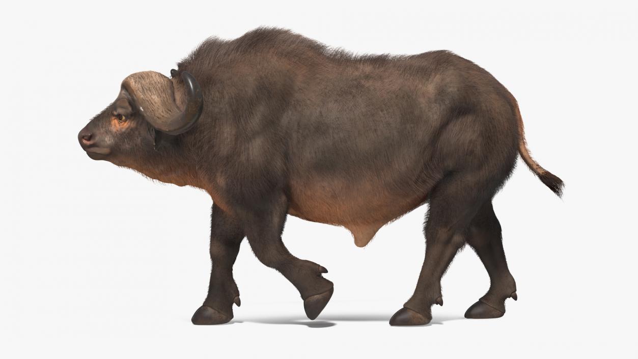 African Buffalo Walking Pose with Fur 3D