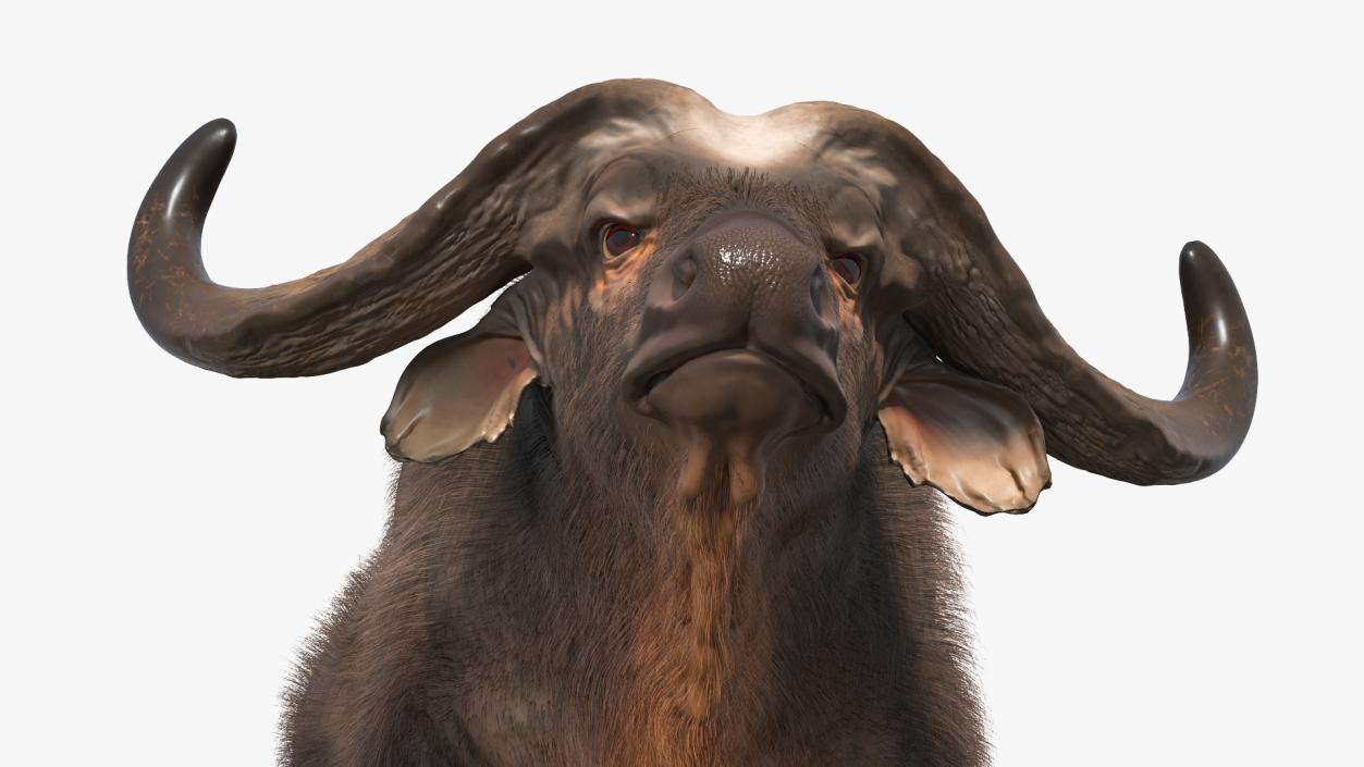 African Buffalo Walking Pose with Fur 3D