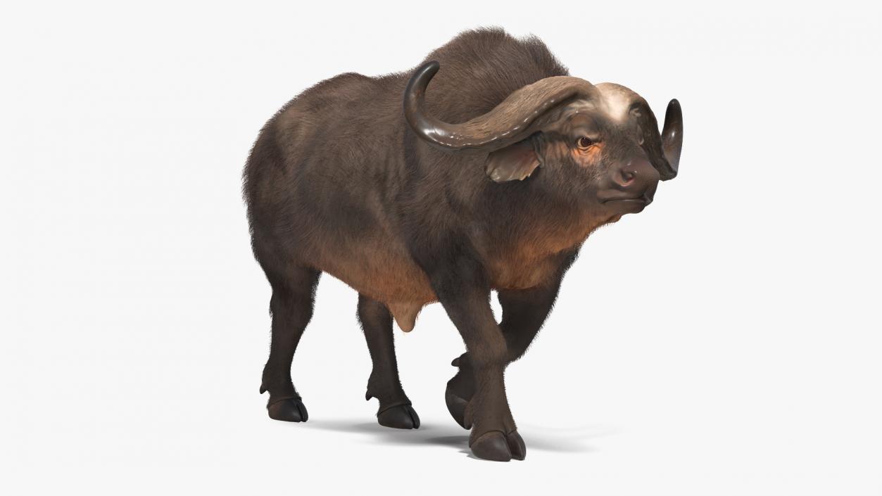 African Buffalo Walking Pose with Fur 3D