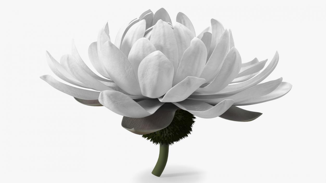 3D model Water Flower Victoria Amazonica Fur