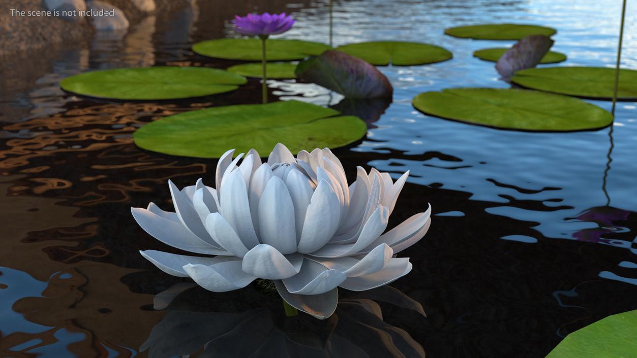 3D model Water Flower Victoria Amazonica Fur