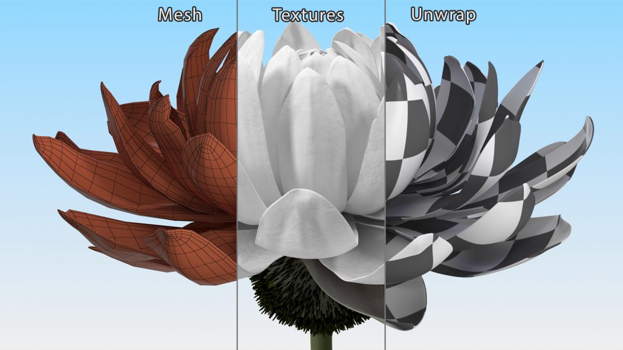 3D model Water Flower Victoria Amazonica Fur