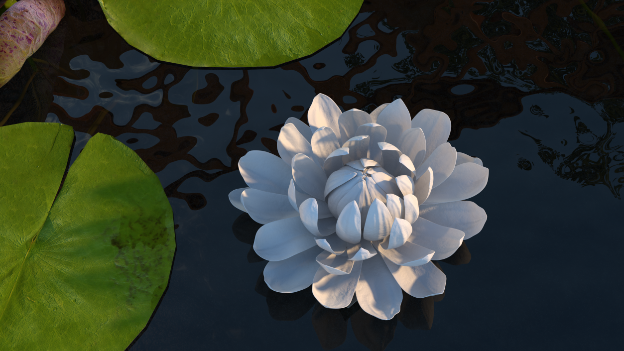 3D model Water Flower Victoria Amazonica Fur