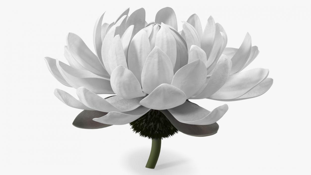 3D model Water Flower Victoria Amazonica Fur