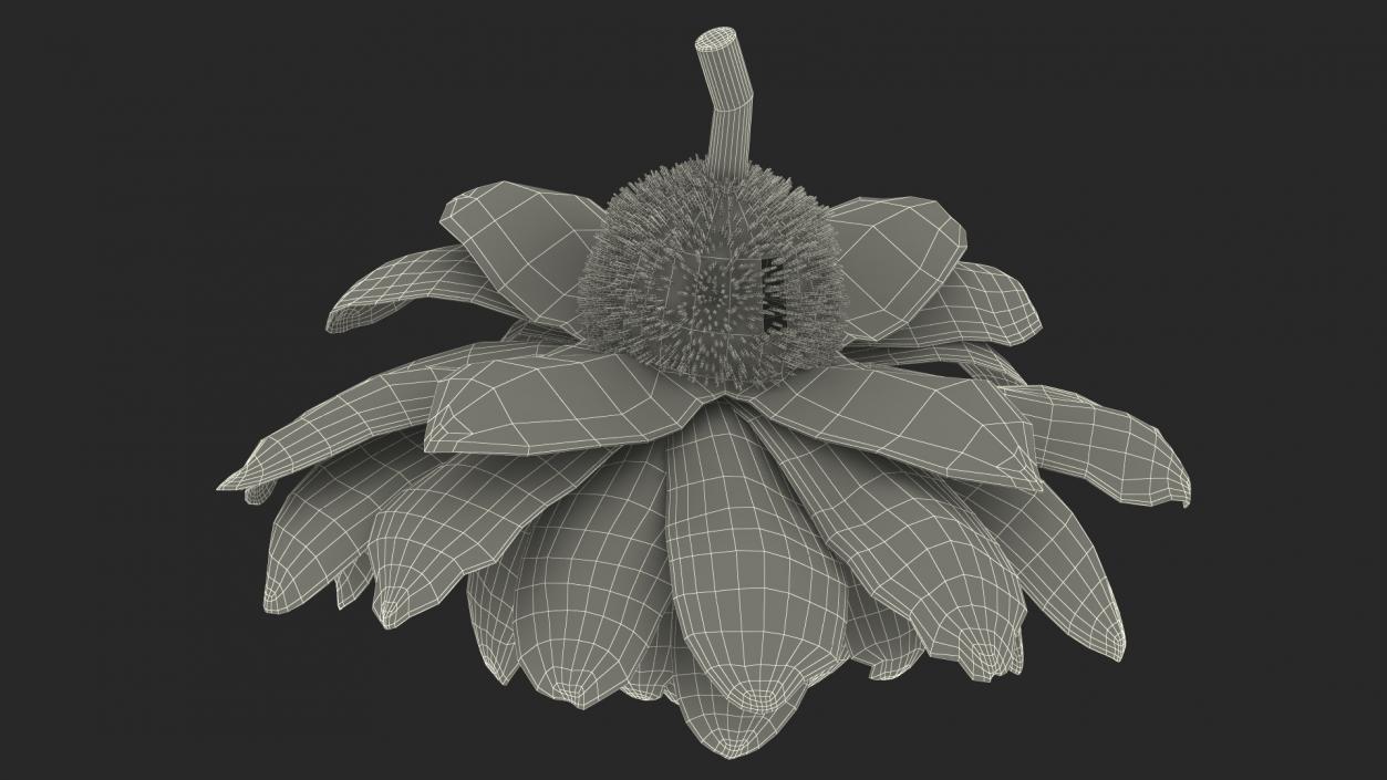 3D model Water Flower Victoria Amazonica Fur