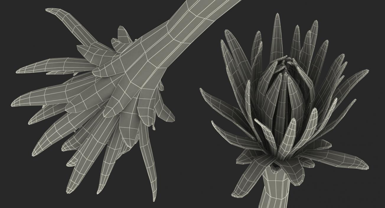 3D Cactus Flower model