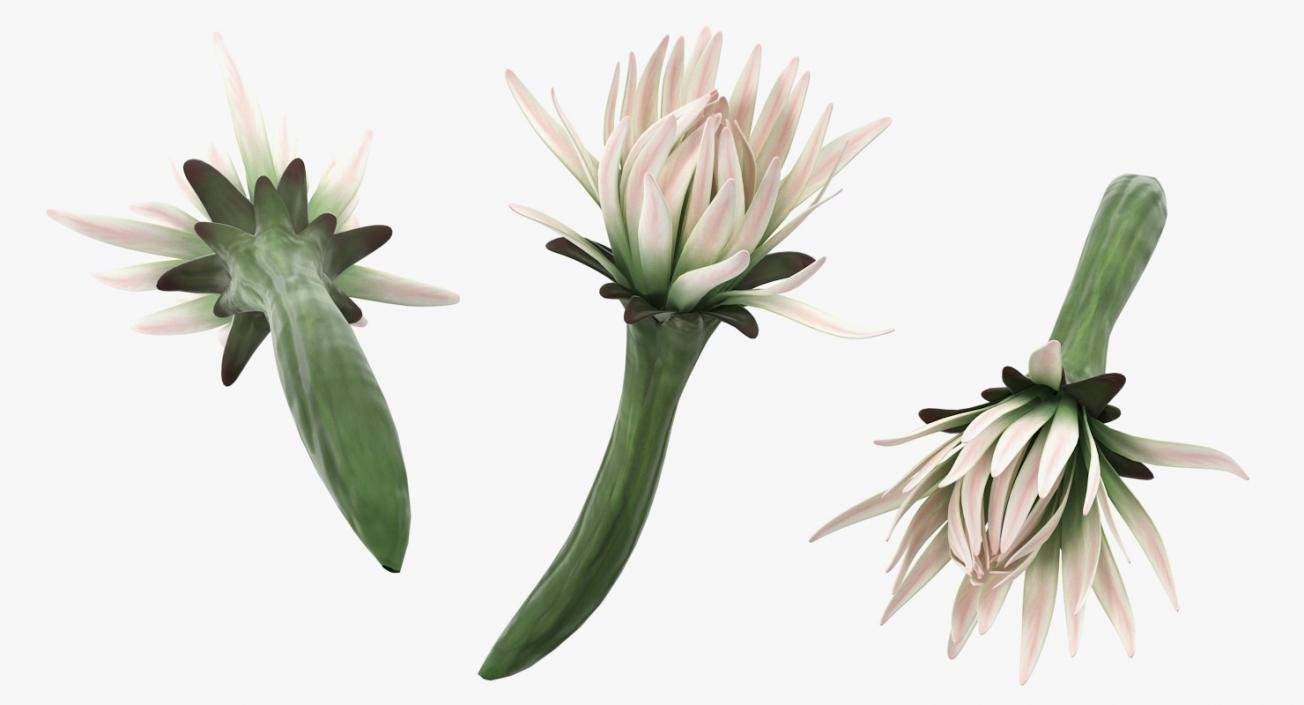 3D Cactus Flower model