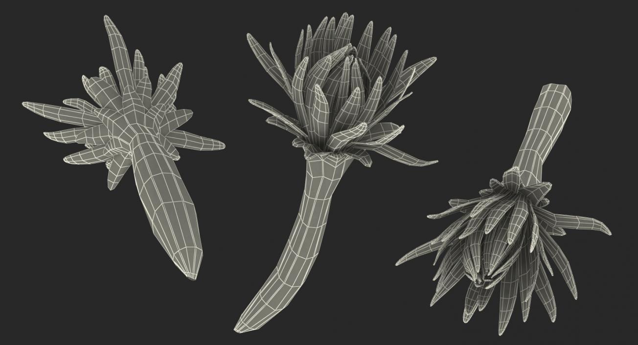 3D Cactus Flower model